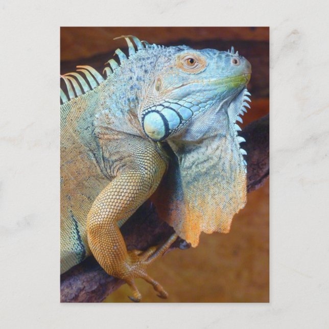 Postal Reptil de iguana (Anverso)