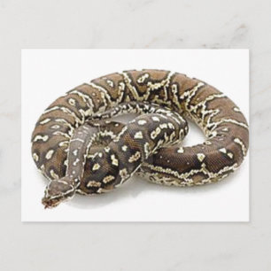 Postal Reptile de serpiente de Python