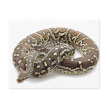 Reptile de serpiente de Python