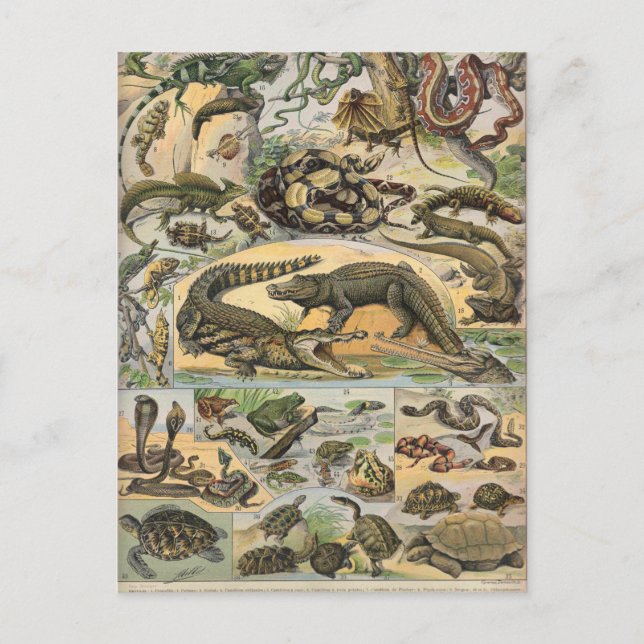 Postal Reptiles (Anverso)