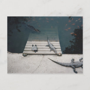 Postal Reptiles Basking