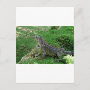 Postal Reptiles Look.JPG