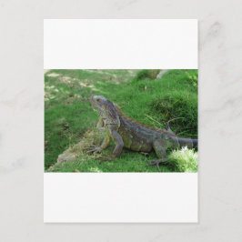 Postal Reptiles Look.JPG