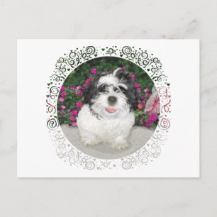 Postal Rescate de cachorro de Shih Tzu blanco y negro
