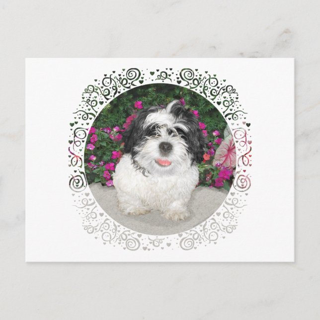 Postal Rescate de cachorro de Shih Tzu blanco y negro (Anverso)