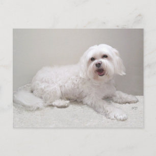 Postal Rescate de Perro Blanco Pequeño (Maltés)