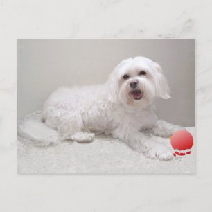 Postal Rescate de Perro Blanco Pequeño (Maltés)