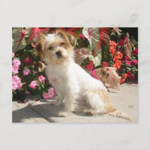 Postal Rescate de Perro de Raza Mestiza de Terrier