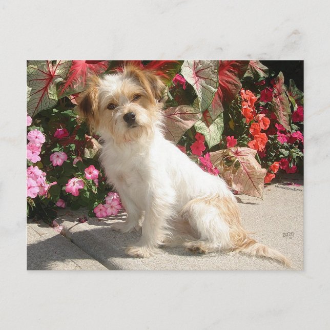 Postal Rescate de Perro de Raza Mestiza de Terrier (Anverso)