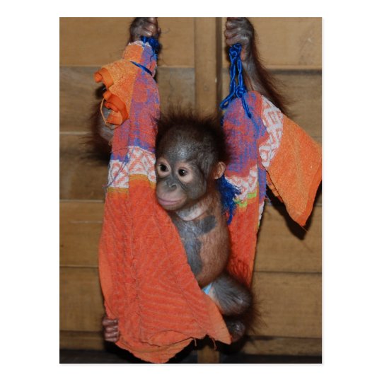 Postal Rescate dulce del orangután del bebé