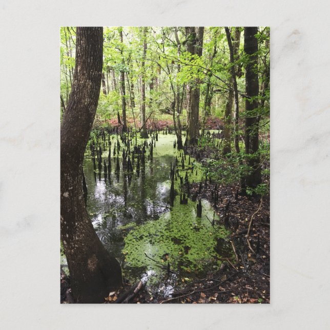 Postal reserva costera única (Anverso)