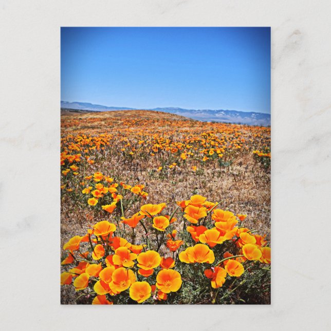 Postal Reserva de amapola de Antelope Valley California (Anverso)