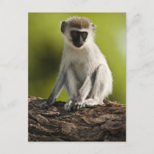 Postal Reserva de caza Samburu, Kenia, mono vervet,