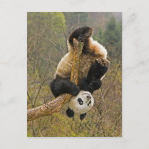 Postal Reserva de Wolong Panda, China, 2 años y medio de 