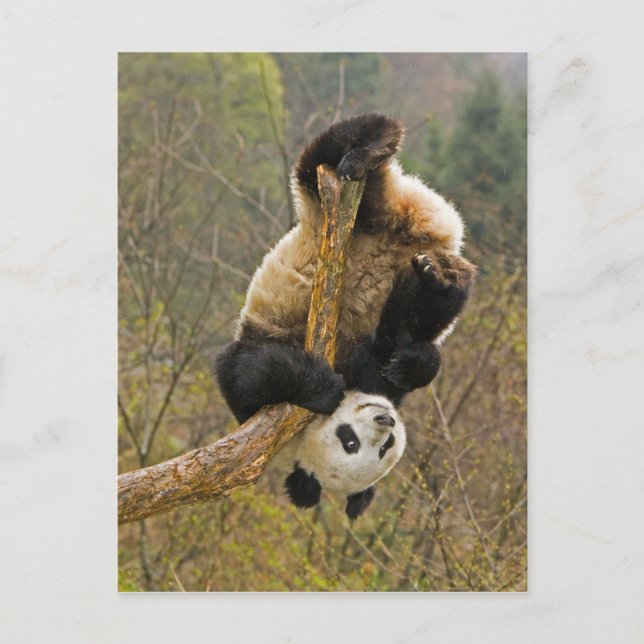 Postal Reserva de Wolong Panda, China, 2 años y medio de  (Anverso)