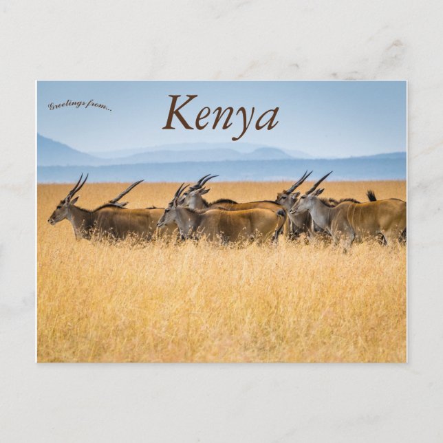 Postal Reserva Nacional de Eland Maasai Mara en Kenia (Anverso)