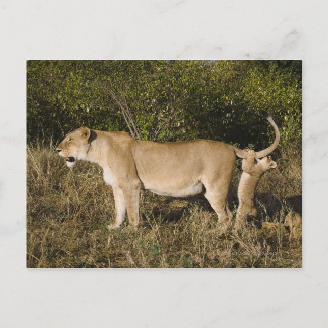 Postal Reserva Nacional Masai Mara, Kenya (Anverso)
