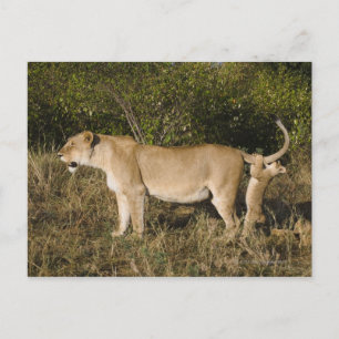 Postal Reserva Nacional Masai Mara, Kenya