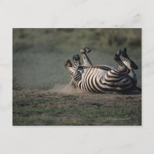 Postal Reserva Nacional Masai Mara, Kenya 2