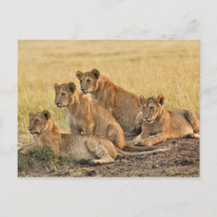Postal Reserva Nacional Masai Mara, Kenya, julio de 2005