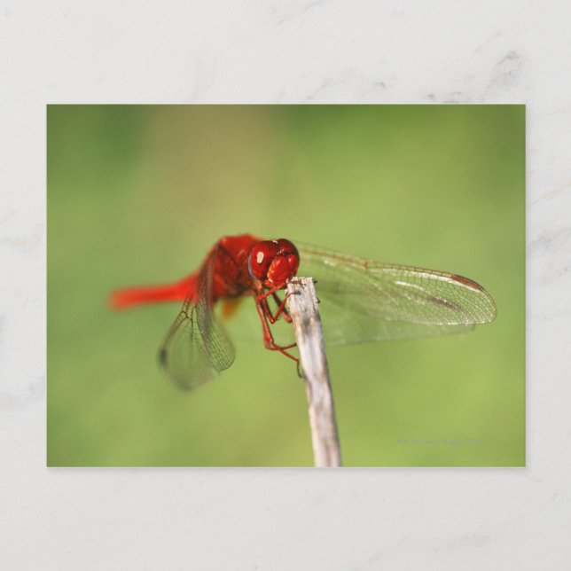 Postal Reserva Natural Thomas Baines, Cabo Oriental (Anverso)