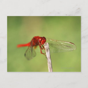 Postal Reserva Natural Thomas Baines, Cabo Oriental