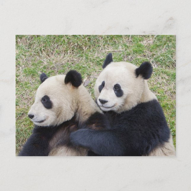 Postal Reserva Wolong, China, abrazo gigante de panda (Anverso)