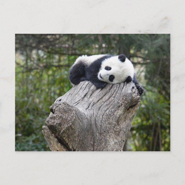 Postal Reserva Wolong, China, cría de panda dormida (Anverso)