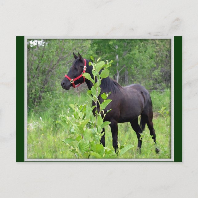 Postal Respiración (Anverso)