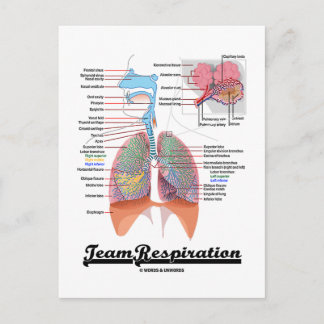 Postal Respiración del equipo (Sistema respiratorio)