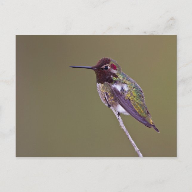 Postal Resplandor de colibrí (Anverso)