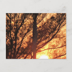 Postal Resplandor del Atardecer a Través de la Silueta de