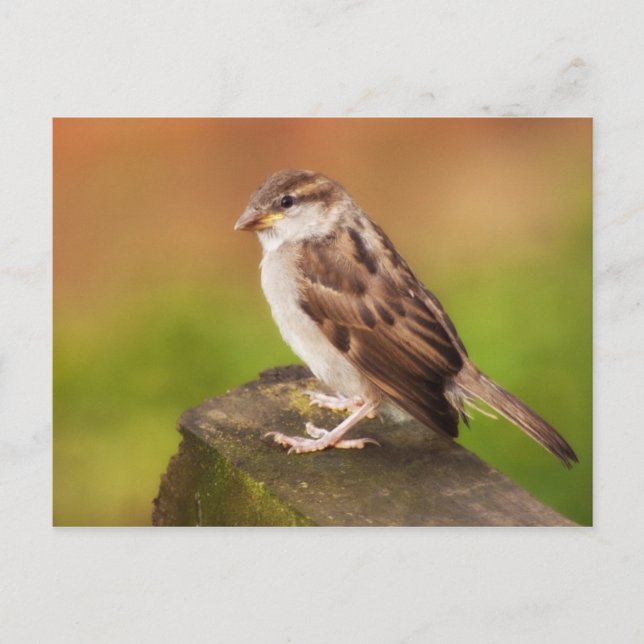 Postal Resplandor en la cerca (Anverso)