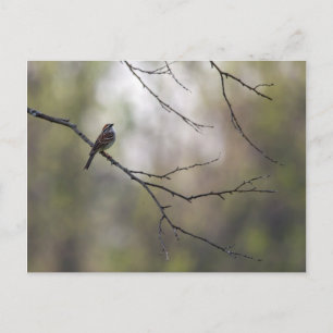 Postal Resplandor en una escena forestal