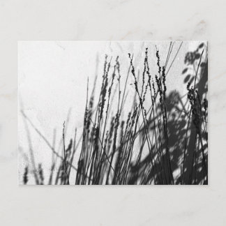Postal Restio/negro de hierba y silueta de vidrio
