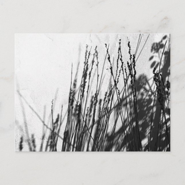 Postal Restio/negro de hierba y silueta de vidrio (Anverso)