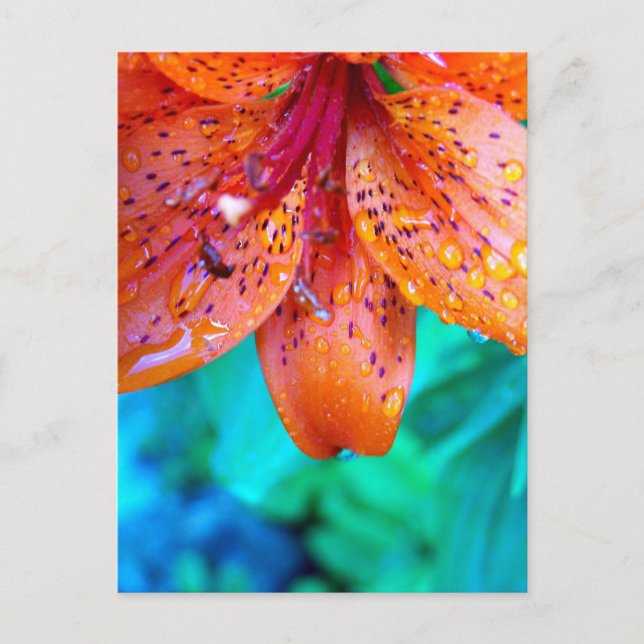 Postal restos de summerrain (Anverso)