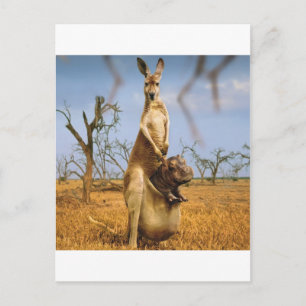 Postal Resumen Animales Kangaroo Baby Shock