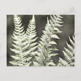 Postal Resumen artístico de fern