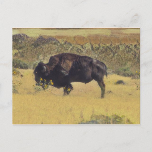 Postal Resumen de Bison en un campo de flores amarillo (Anverso)