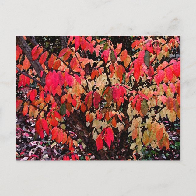 Postal Resumen de Bush en llamas (Anverso)