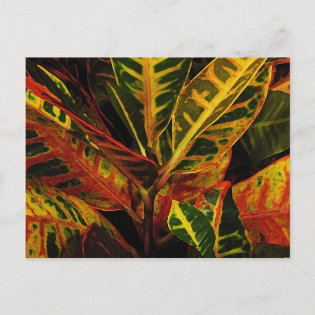 Postal Resumen de Croton Leaves (Anverso)