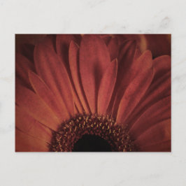 Postal Resumen de Daisy