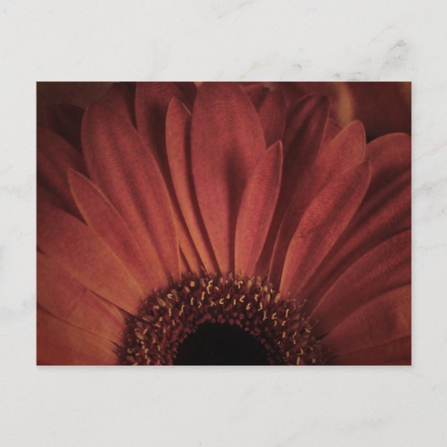 Postal Resumen de Daisy (Anverso)