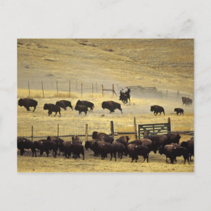 Postal Resumen nacional de la cordillera de Bison en Mont