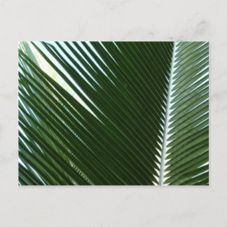 Postal Resumen verde tropical de palmeras que se abruman