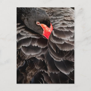 Postal Resurgimiento de cisne negro