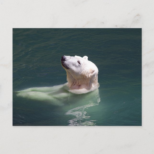 Postal Resurgimiento del oso polar (Anverso)
