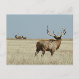 Postal Retador de alce toro E20