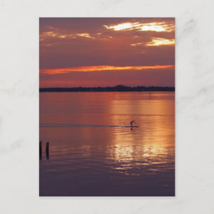 Postal Retorno de la barra de aletas nocturna